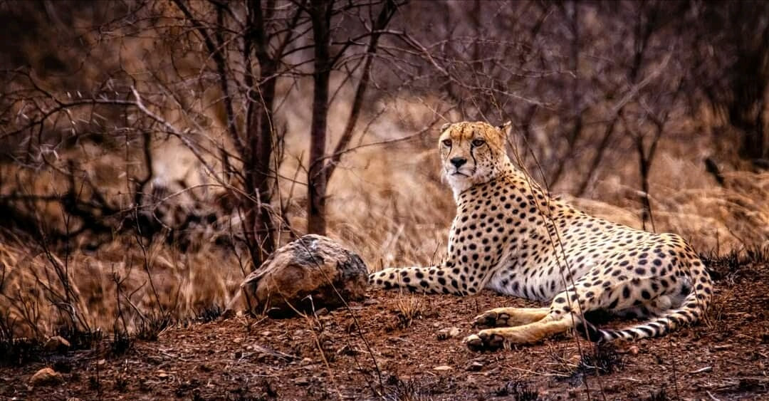 Cheetah resting in the bush, seen on a Tanzania game drive